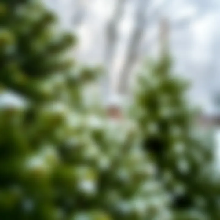 Evergreens in Winter A serene winter scene with evergreen plants