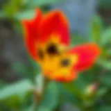Close-up of Kokina flower showcasing its vibrant colors and unique structure.