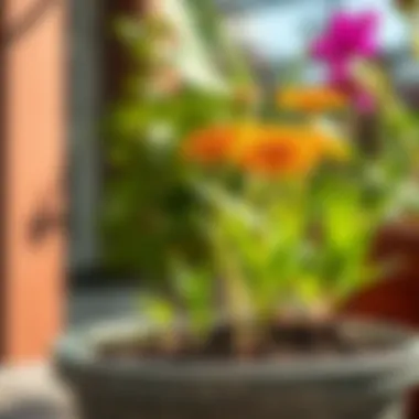 Illustration of the ideal growing conditions for Kokina flowers, including light and soil.