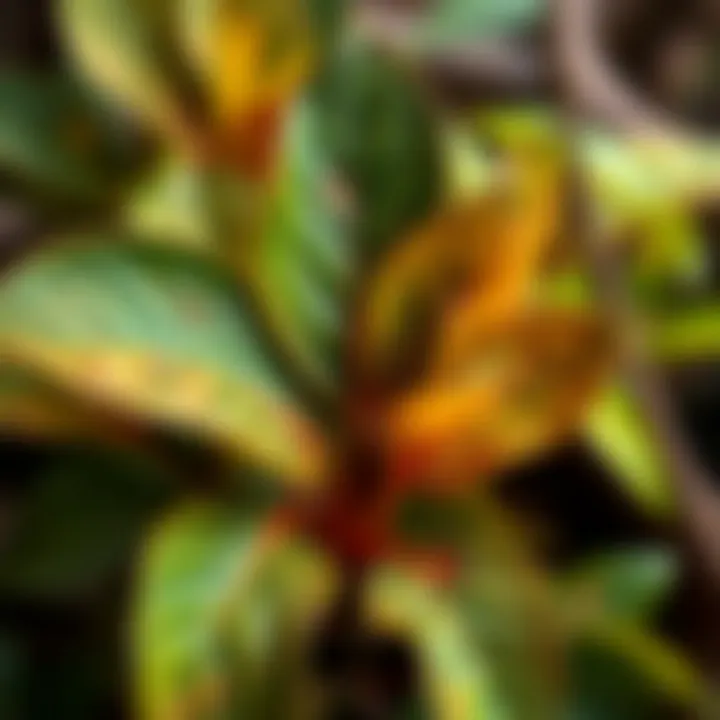 Common issues faced by Kokina plants, depicted through visual representation of leaves.