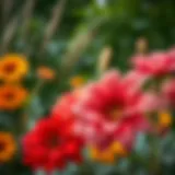 Vibrant large flowers in a garden setting