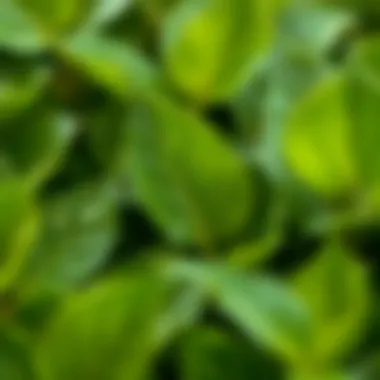 Close-up of lush leaves demonstrating air-purifying qualities