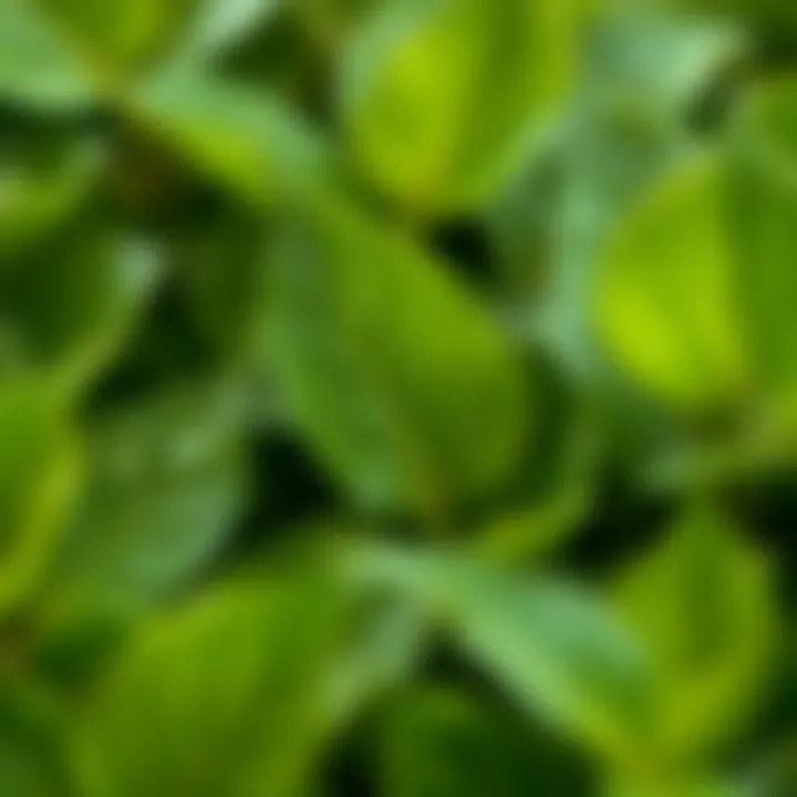 Close-up of lush leaves demonstrating air-purifying qualities