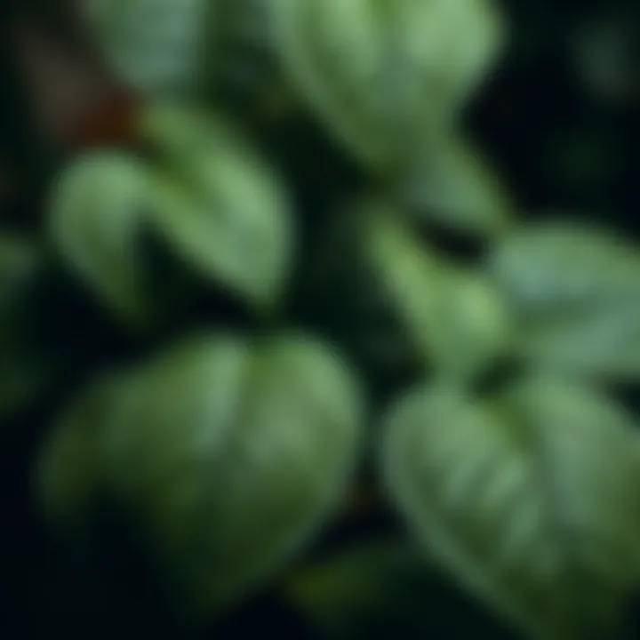 Close-up of lush leaves symbolizing tranquility and balance