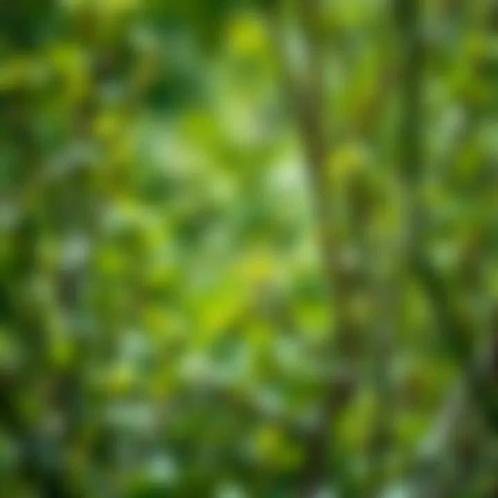 A tranquil nature scene with mint green foliage and soft light