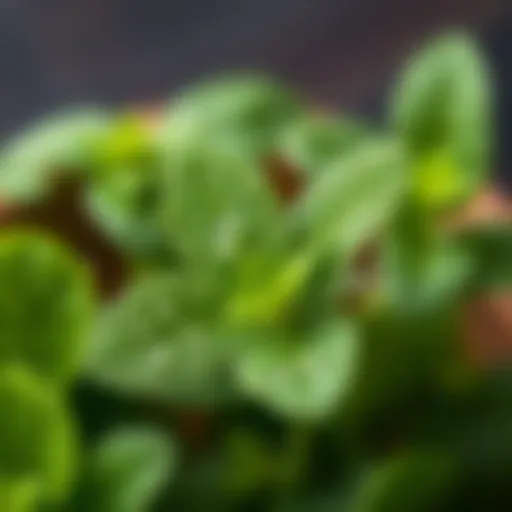 Fresh mint leaves with droplets of essential oil