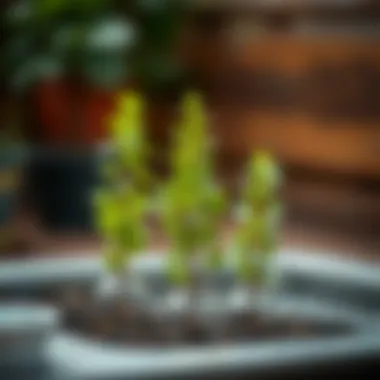 Nurturing young trees with watering techniques