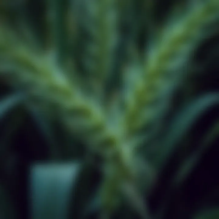 Close-up of pampas grass leaves