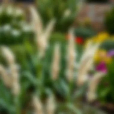 Garden setting with pampas grass as focal point