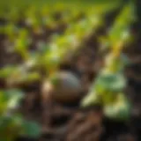 Potato planting in fertile soil