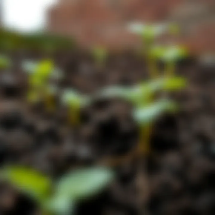Close-up of soil and roots during seedling planting