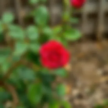 Diagram illustrating rose pruning techniques