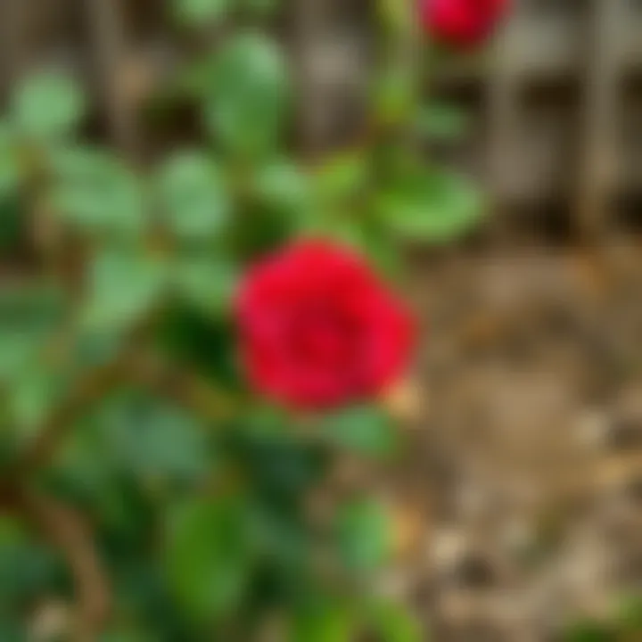 Diagram illustrating rose pruning techniques