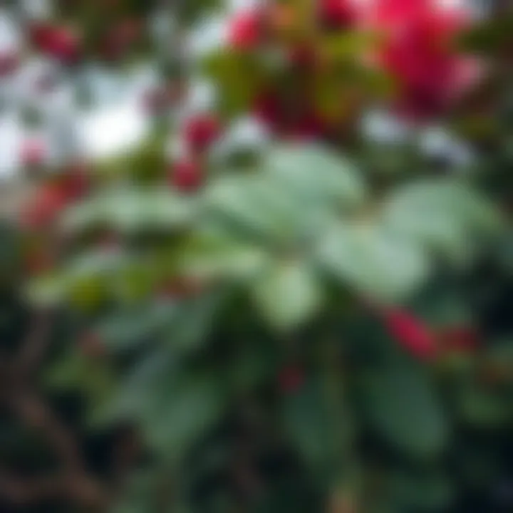 Lush Greenery of a Rose Tree Close-up of rose tree leaves highlighting their lush greenery.