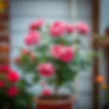 Vibrant Blooms of a Potted Rose Tree Beautiful potted rose tree in full bloom showcasing vibrant colors.