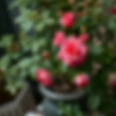 Challenges in Rose Tree Care Common issues faced when caring for a potted rose tree.