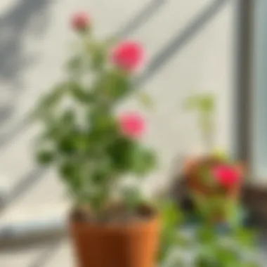 Perfect Environment for Rose Tree Growth Ideal setting for growing a potted rose tree in a sunny environment.