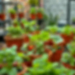 A vibrant collection of potted vegetables showcasing various types of plants thriving in urban settings.