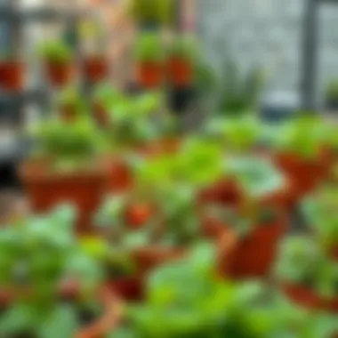Urban Vegetable Garden in Pots A vibrant collection of potted vegetables showcasing various types of plants thriving in urban settings.