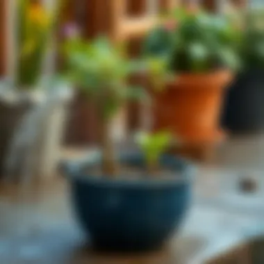 Effective Watering Techniques for Container Plants An artistic portrayal of watering techniques, demonstrating efficient irrigation methods for container gardening.