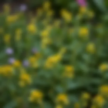 A serene landscape featuring green flowering plants