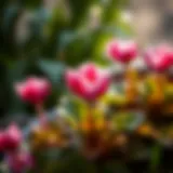 Beautiful cyclamen flower in full bloom