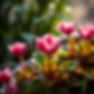 Beautiful cyclamen flower in full bloom