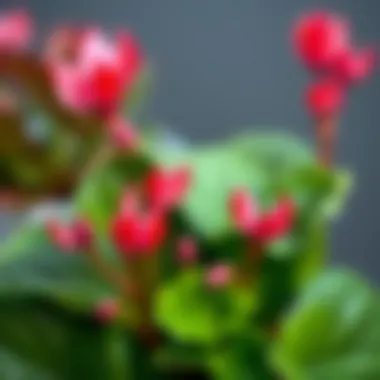 Healthy cyclamen plant with thriving leaves