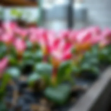 Cyclamen propagation methods illustrated