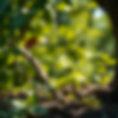 Assessing soil moisture levels for optimal tree growth