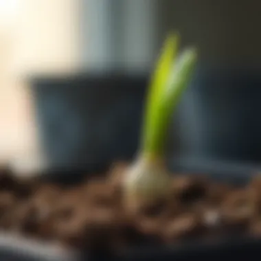 Close-up of a freshly planted flower bulb