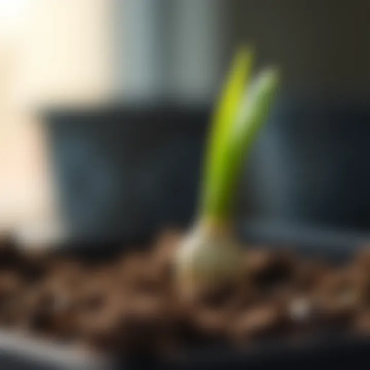 Close-up of a freshly planted flower bulb