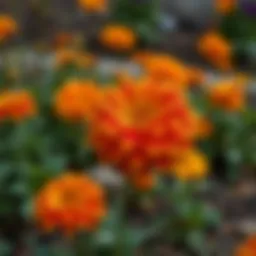 Vibrant autumn flowers in a garden bed