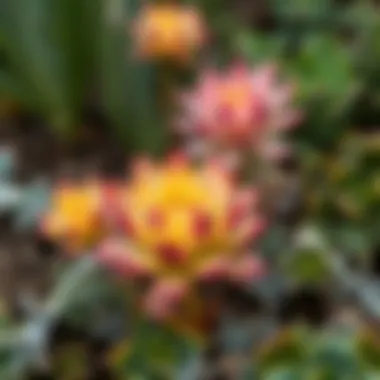 Vibrant succulent blooms in a garden setting
