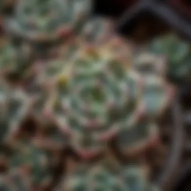 Signs of Distress in Succulent Plants Signs of distress in a succulent plant.