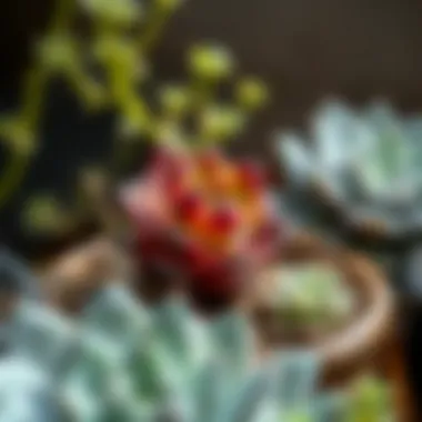 Healthy Succulent in Optimal Environment A healthy succulent thriving in optimal conditions.