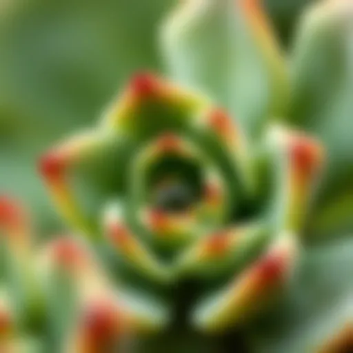 Close-Up of Leaf Drop in Succulents A close-up of a succulent plant showing leaf drop.