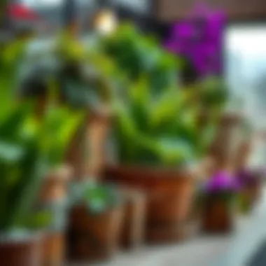 Creative plant selections enhancing the aesthetic appeal of a terrace winter garden