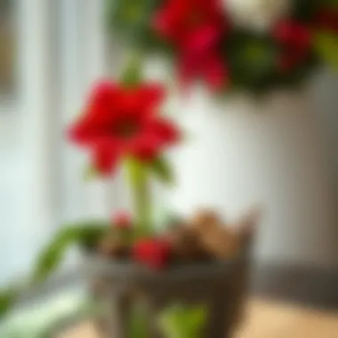 Healthy Christmas flower thriving in a decorative pot