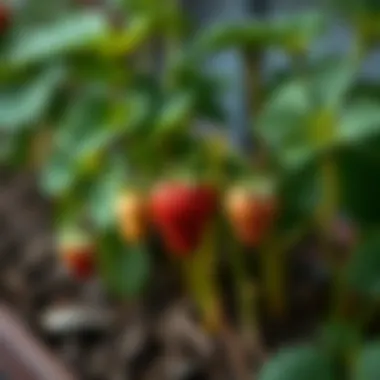 A thriving strawberry plant in a home garden