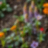 Diverse plants thriving in rich soil