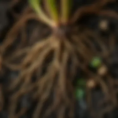 Close-up of healthy root systems