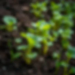 Vibrant underground vegetables thriving in rich soil.