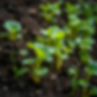 Vibrant underground vegetables thriving in rich soil.