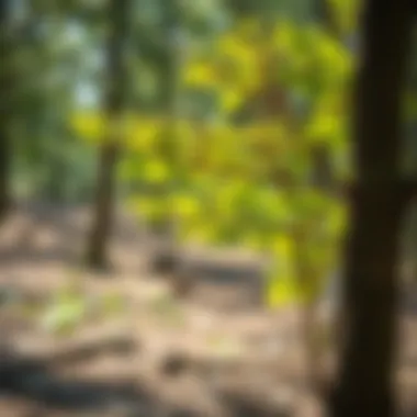 Tips for Nurturing and Growing Trees Successfully Healthy tree growth and care tips