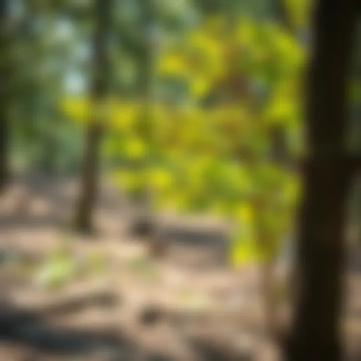 Tips for Nurturing and Growing Trees Successfully Healthy tree growth and care tips