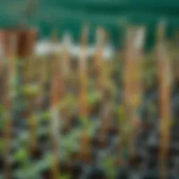 An array of various tree saplings ready for planting.