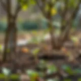 Optimal tree planting season in various climates