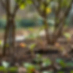 Optimal tree planting season in various climates