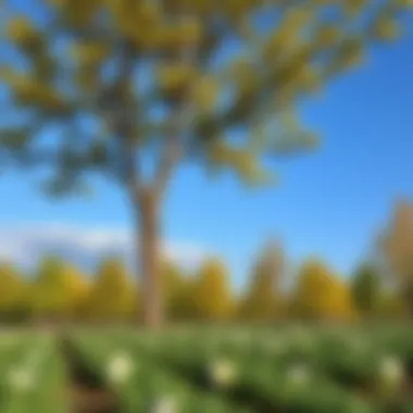 The Perfect Season for Tree Planting A vibrant landscape showcasing the ideal season for tree planting